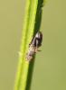 Trixoscelis marginella